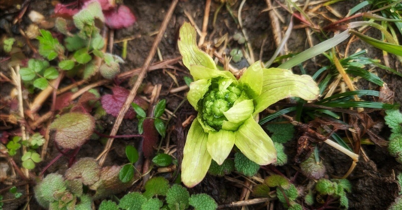 欲しいの フキノトウの収穫｜annon 野菜