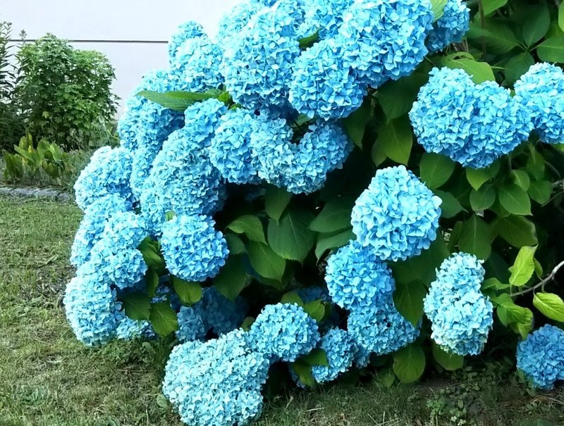 紫陽花への想い 紫 りえ Note