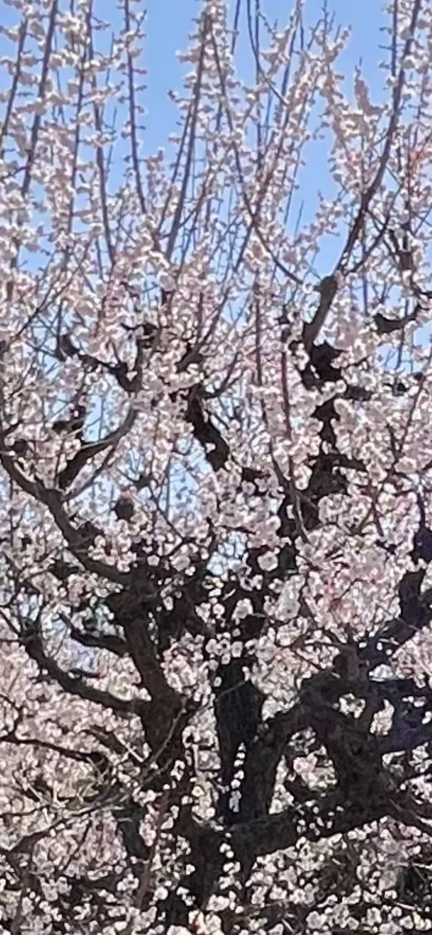 3月3日。大阪城梅の花見|もも