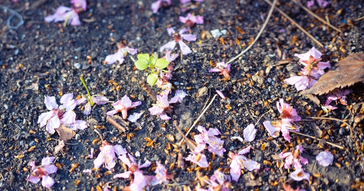 早咲き桜。 ｜ Nikon Zfc｜yoriknit