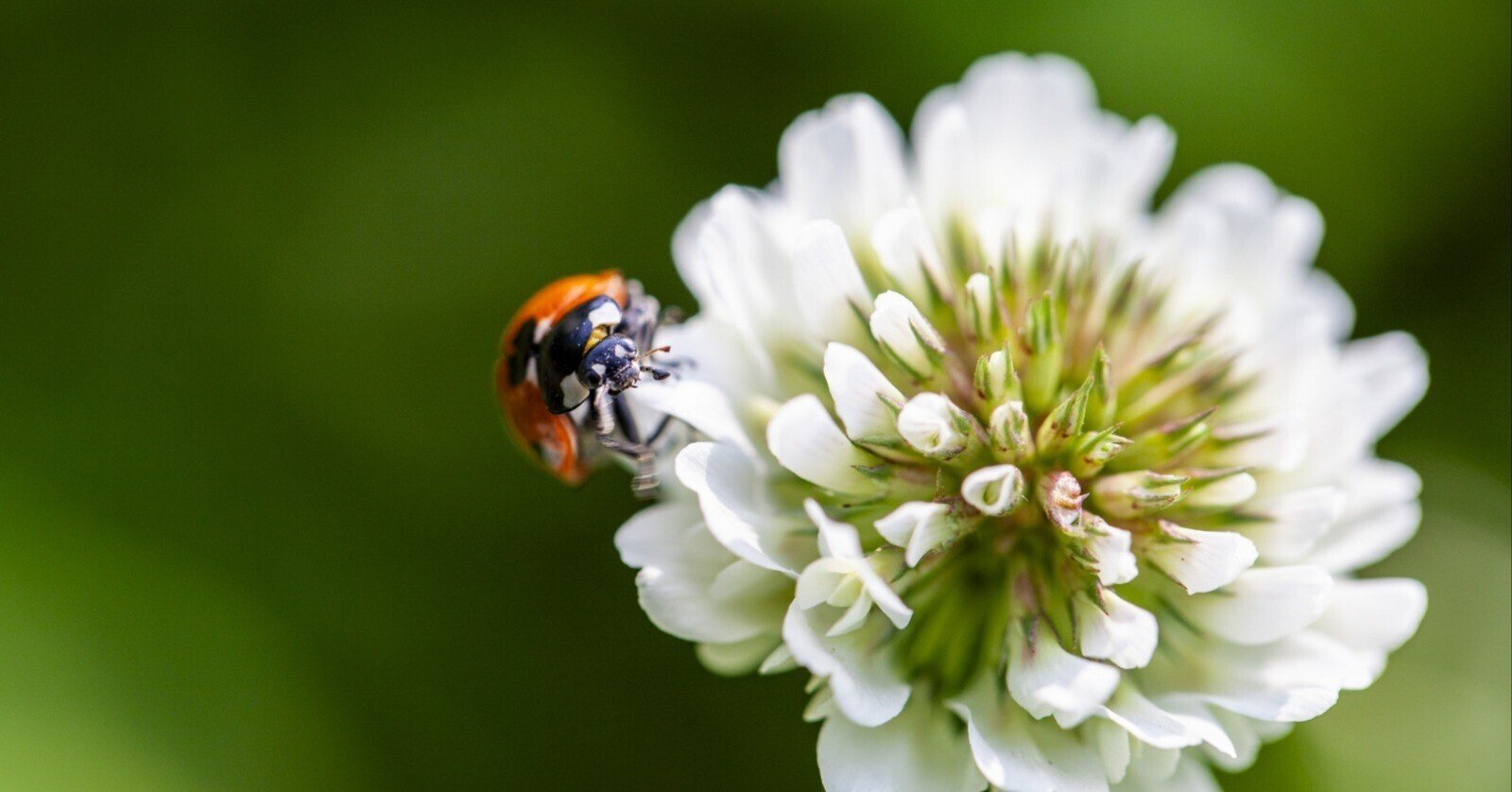 花の周りを飛ぶ虫はいつも : Kei Tanaka サイン入り 花の周りを飛ぶ虫はいつも : Kei Tanaka サイン入り Amazon.co