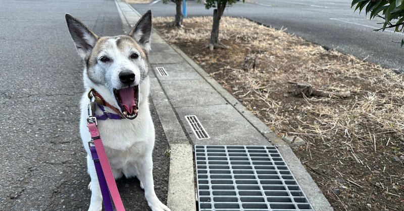 グレーチング、嫌がる犬