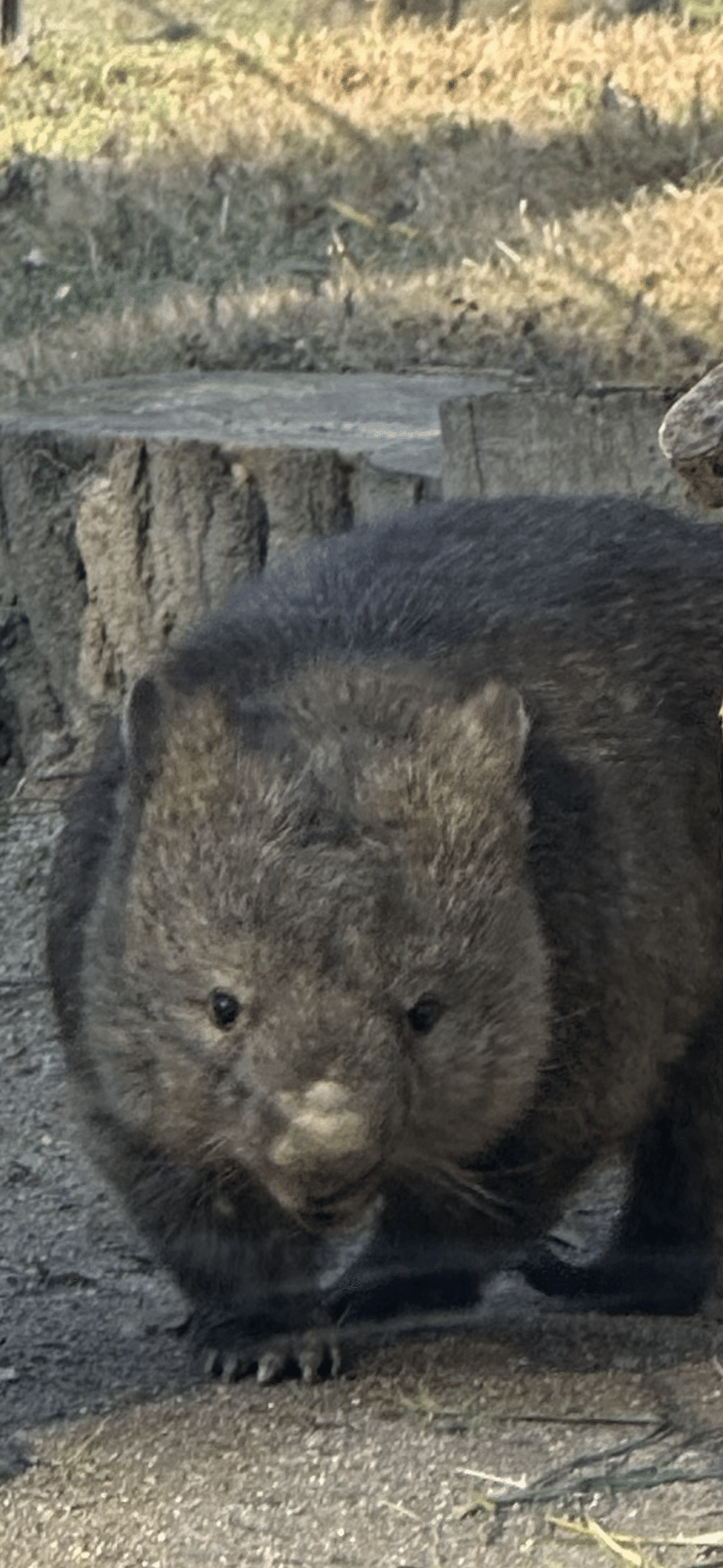 WOMBAT｜EGGSEED