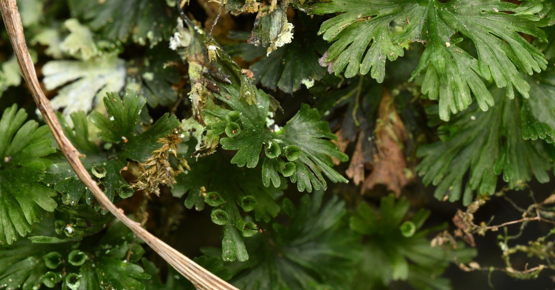 はじめてのコケシノブ科｜あいかわ