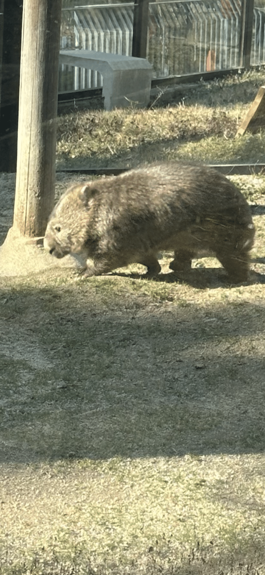 WOMBAT｜EGGSEED