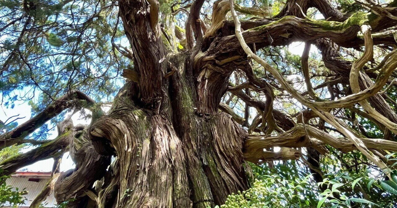 滋賀の巨木・古木をまとめる②｜からぶり(太田昌大)