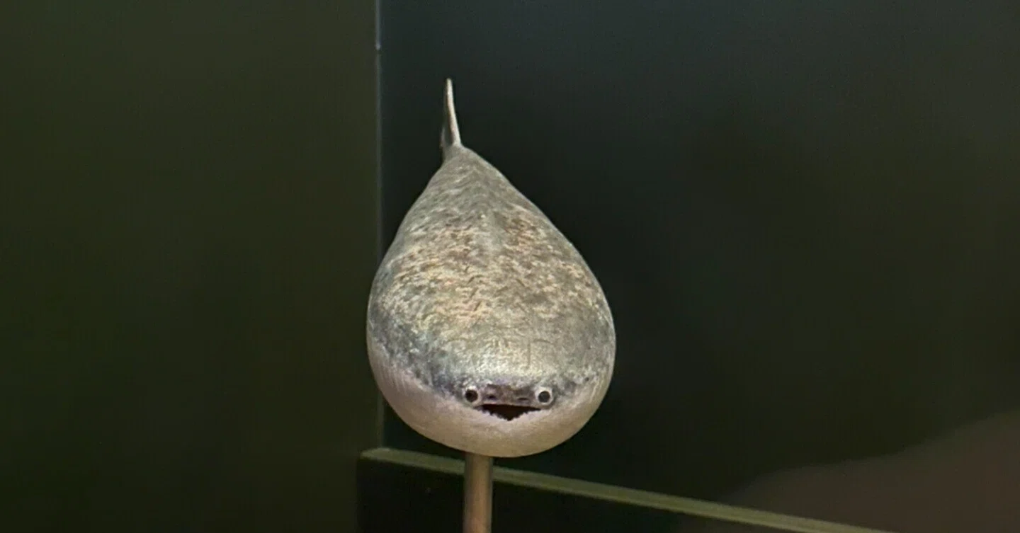 謎の古代魚サカバンバスピスに癒される:自然史博物館(フィンランド 謎の古代魚サカバンバスピスに癒される:自然史博物館(フィンランド