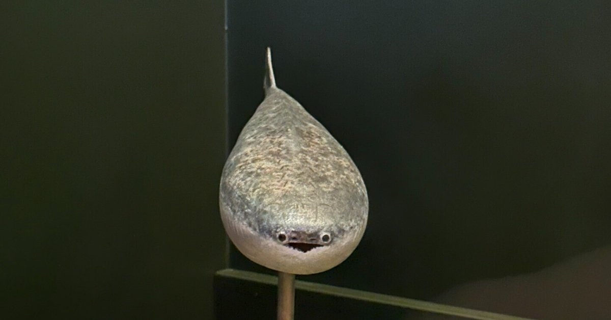 謎の古代魚サカバンバスピスに癒される：自然史博物館