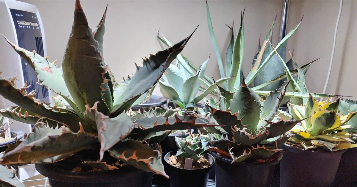 ウ*シ様 アガベ セット販売 お買い得！ 訳あり 楽天市場】アガベ