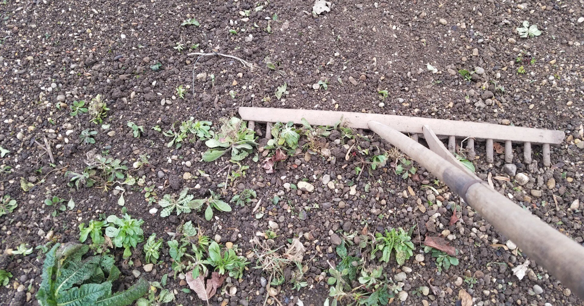 雑草と鬼～早春編～｜Pflanzenjäger