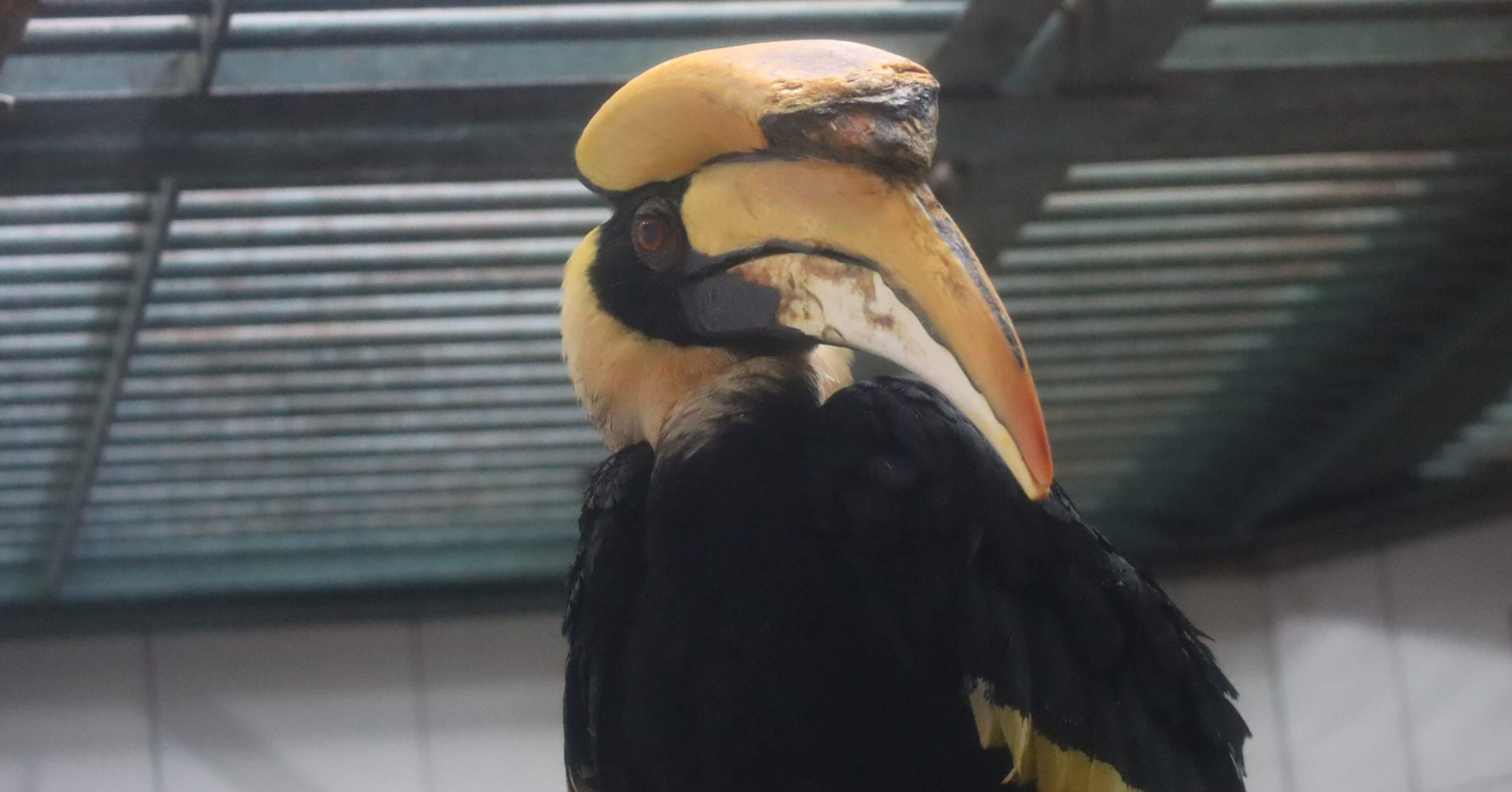 サイチョウの日の特別イベント。｜Mr.シンゲツ