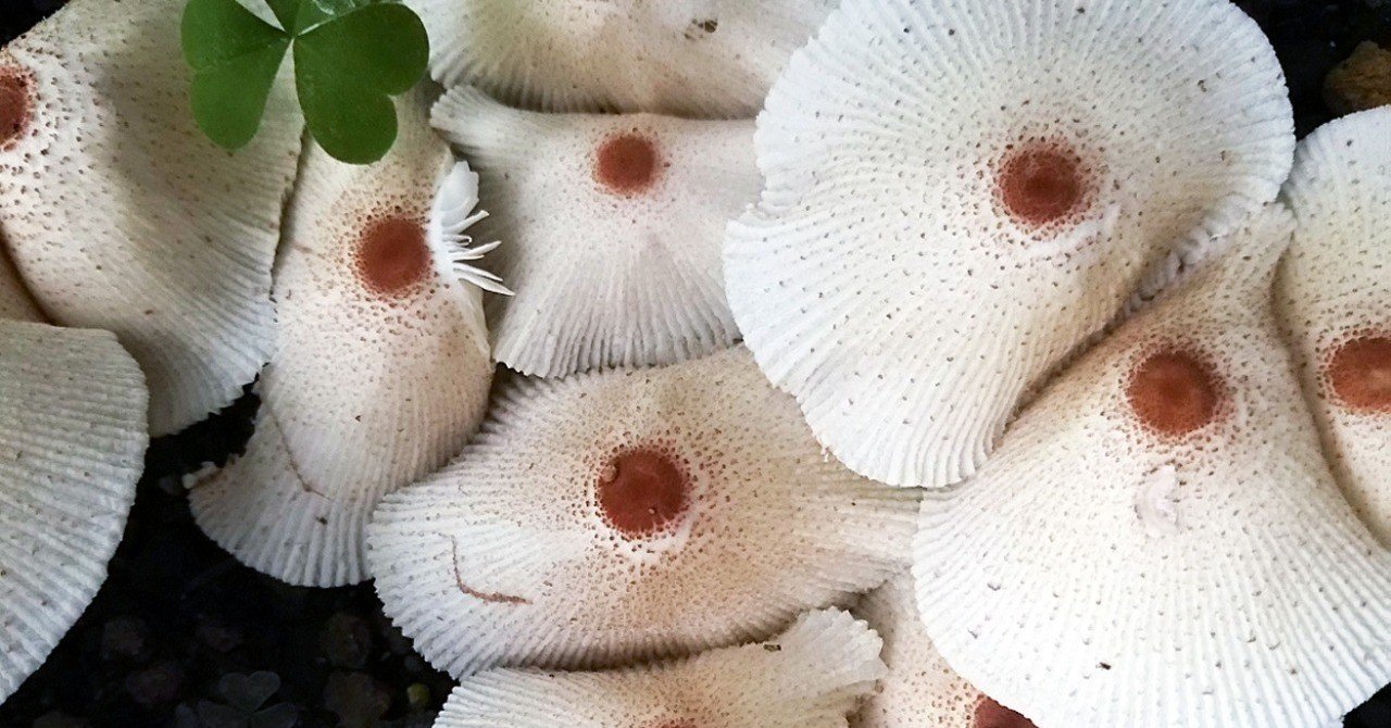 きのこ 国産 しいたけ粉末 110g [栽培期間中農薬・化学肥料不使用