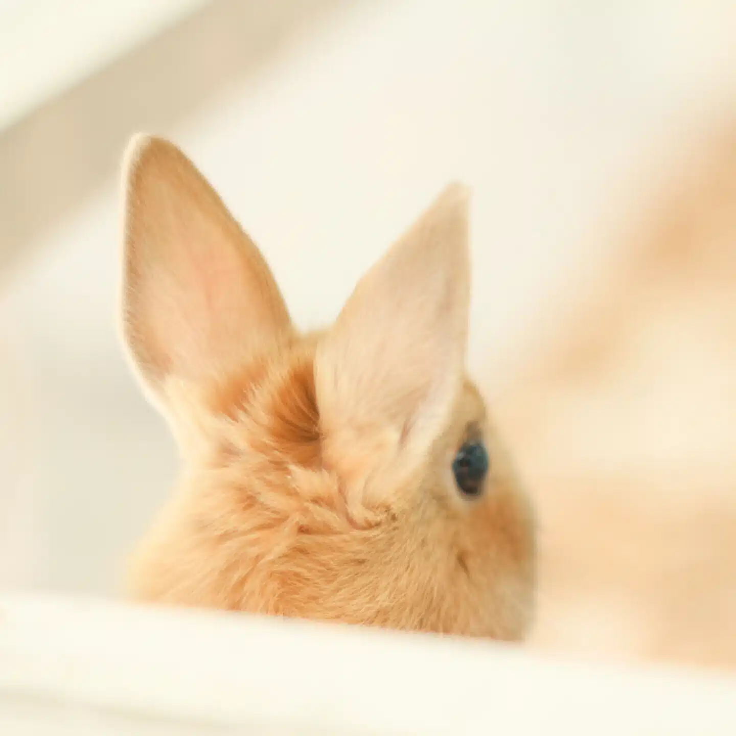 しずく屋