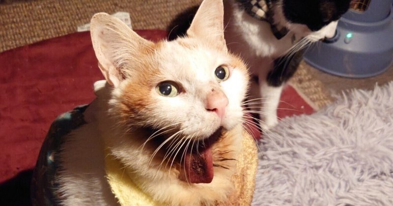 肝臓の数値を整える｜猫の扁平上皮癌