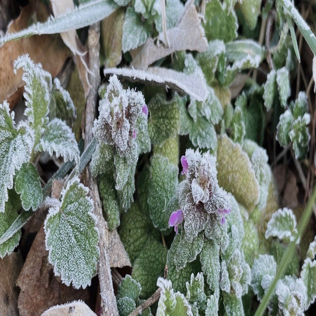 霜花です❣️0618 まるで砂糖菓子 冷えた朝に霜アート 注目の空の写真 ウェザーニュース