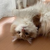 ねこげ