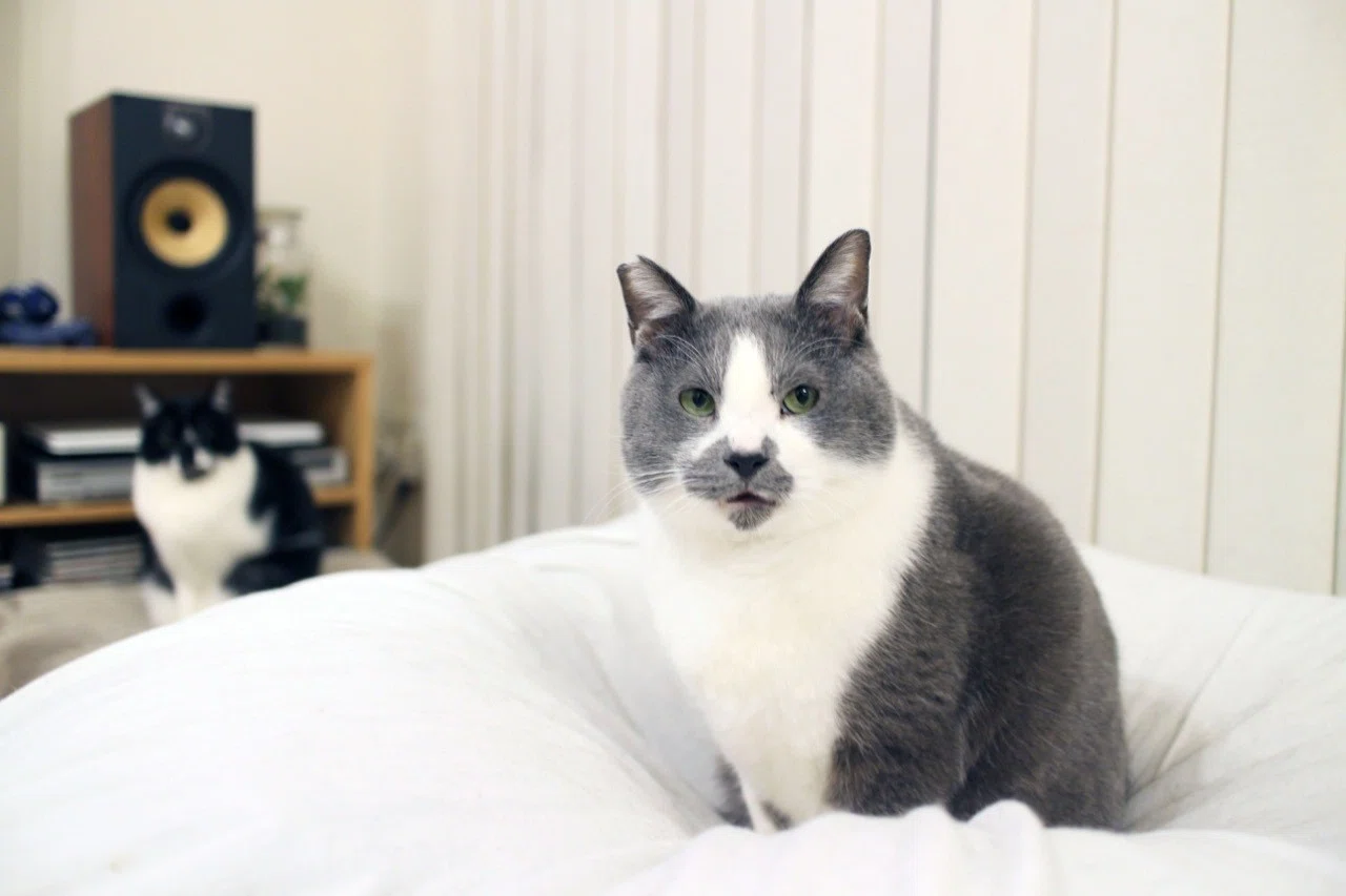 山からやって来たビビり猫 くまお 完全室内飼いで 妹分と穏やかに暮らす日々 いい部屋ペット いい部屋ネット 公式 Note