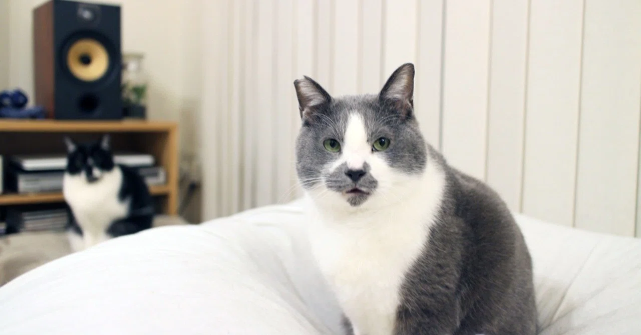 山からやって来たビビり猫 くまお 完全室内飼いで 妹分と穏やかに暮らす日々 いい部屋ペット いい部屋ネット 公式 Note