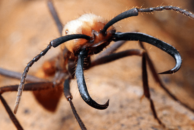 軍隊アリ戦法 青木善則 フラワーディレクター Note