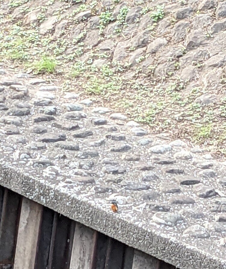 カワセミです🐦😍😍😍まさか出会えるなんて！