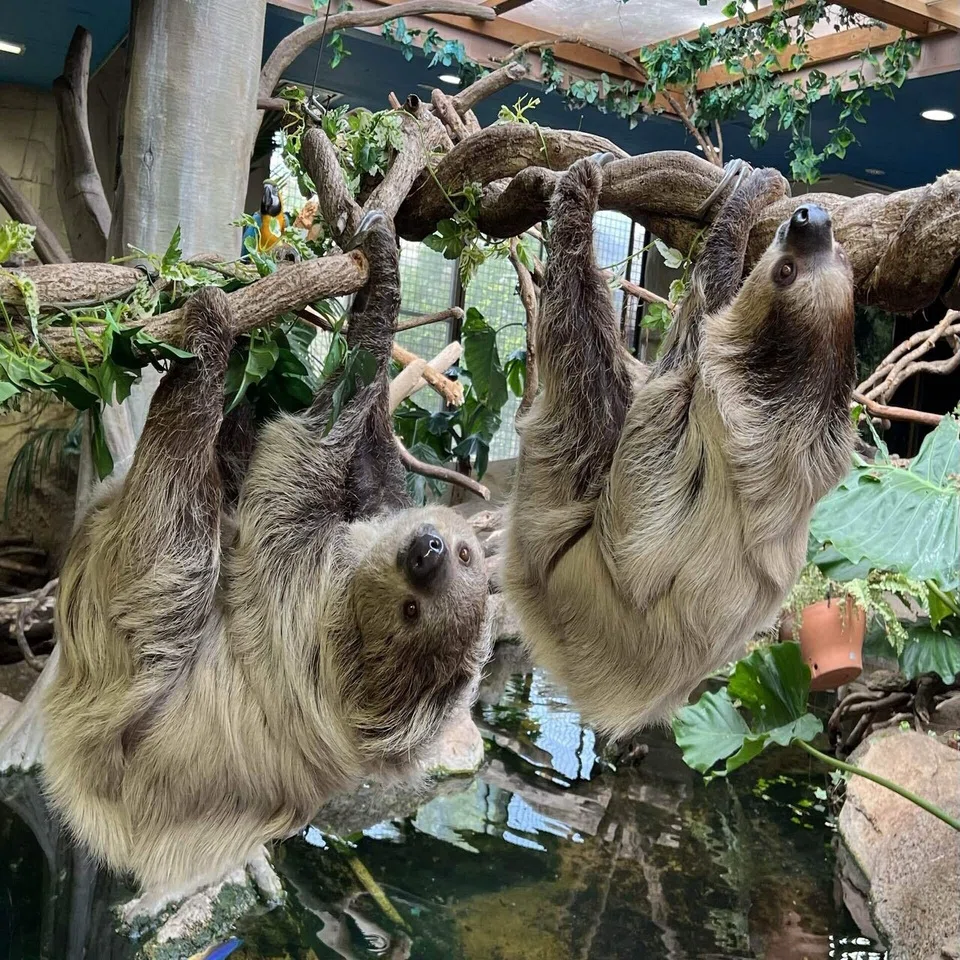那須 どうぶつ 王国 ナマケモノ