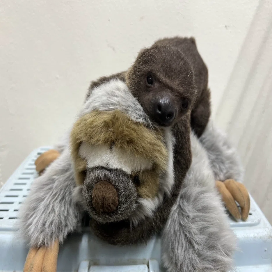 ナマケモノの赤ちゃん🦥｜那須どうぶつ王国公式note