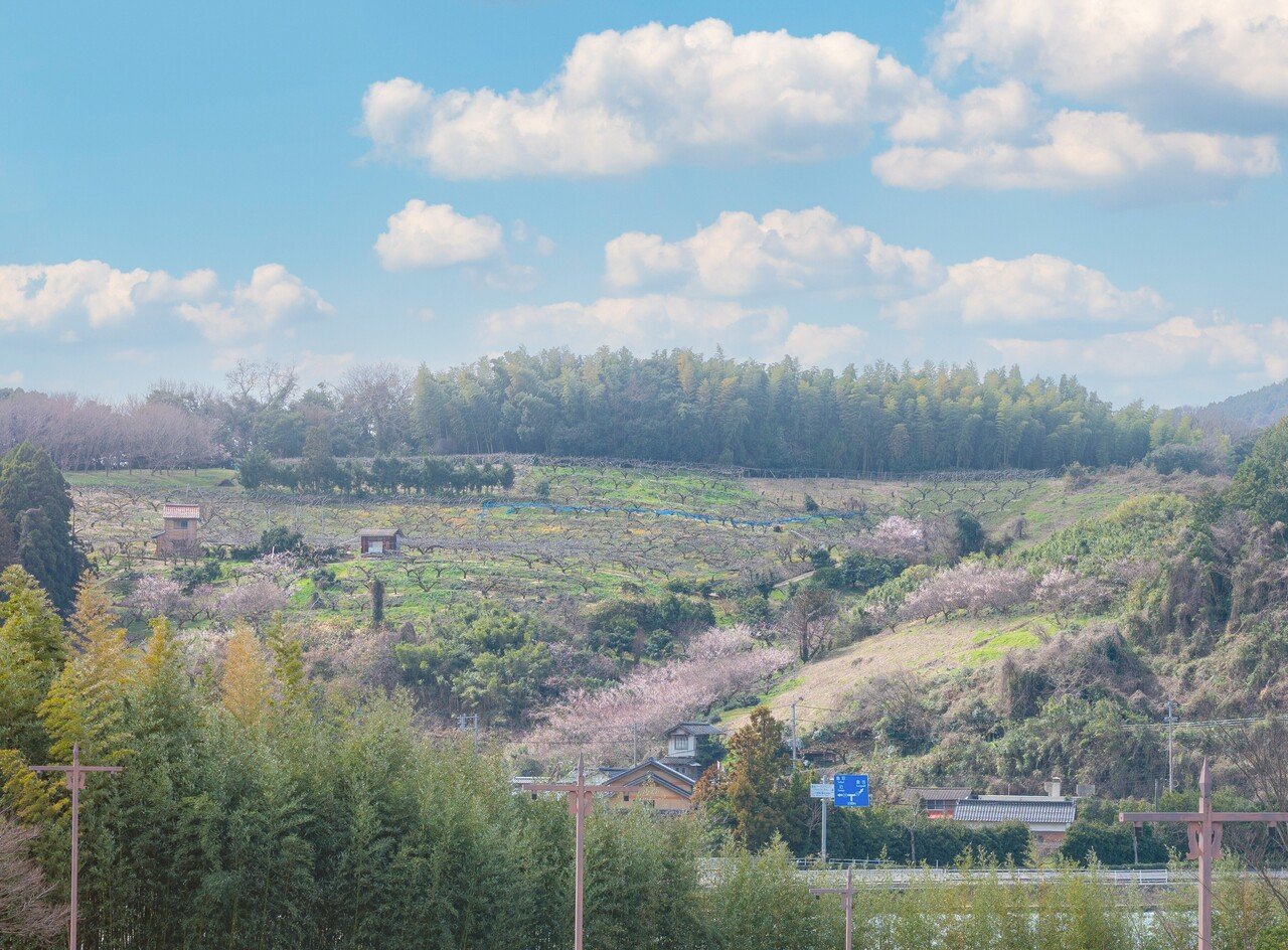 湯梨浜町の野花(のきょう、と読みます)地区の梅が咲いてきています。梅の産地で、ここの梅を使った上質な梅酒も作られています。「野花梅渓散策プラン
