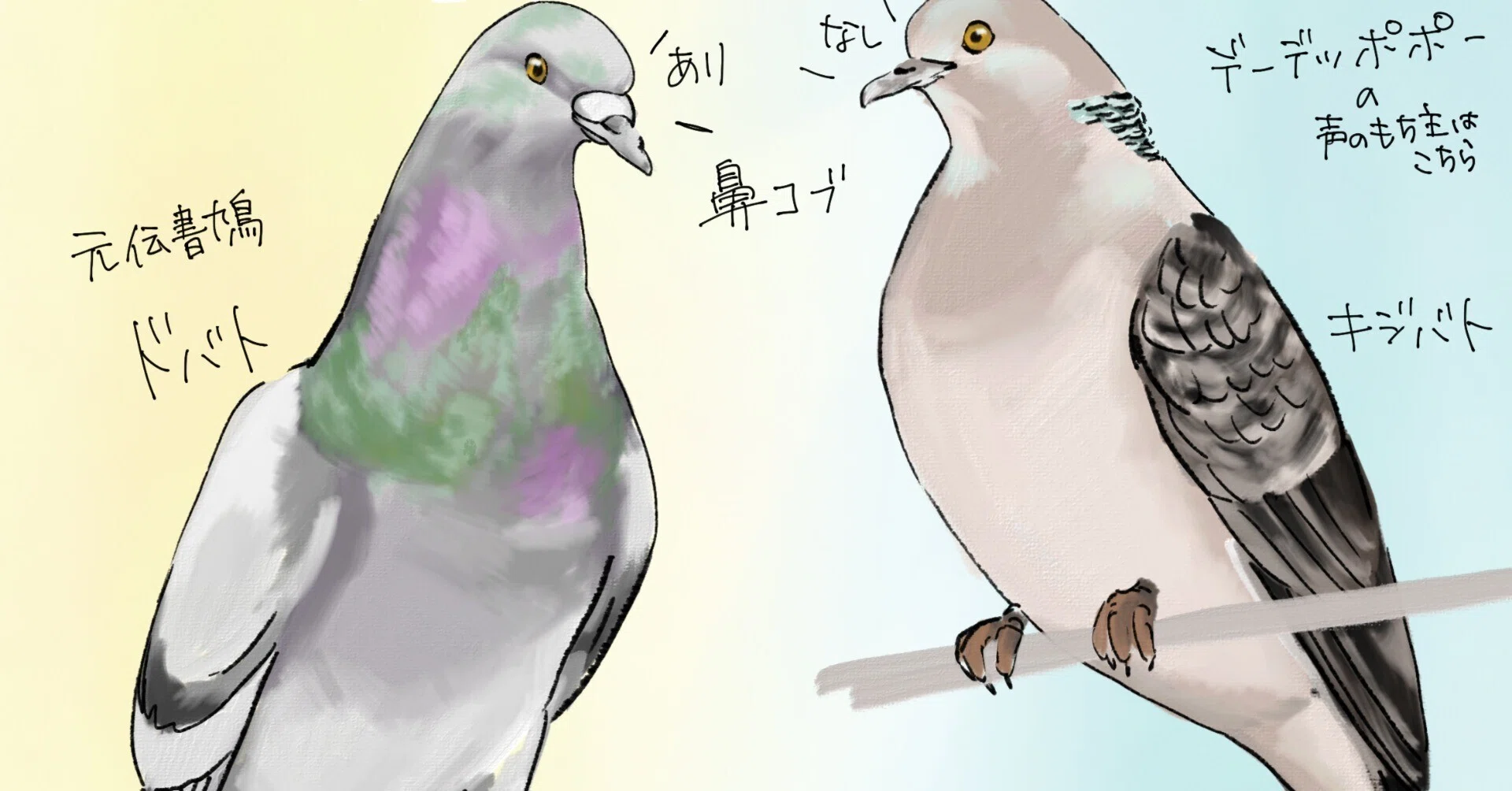 実は2種類います。身近なハト。｜くますけ｜自然ガイド・クリエイター
