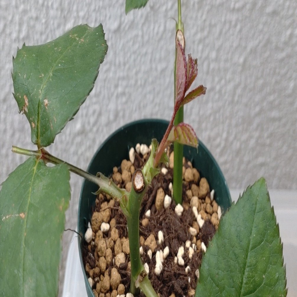 最近のバラの挿し木｜ヒユウUUUU