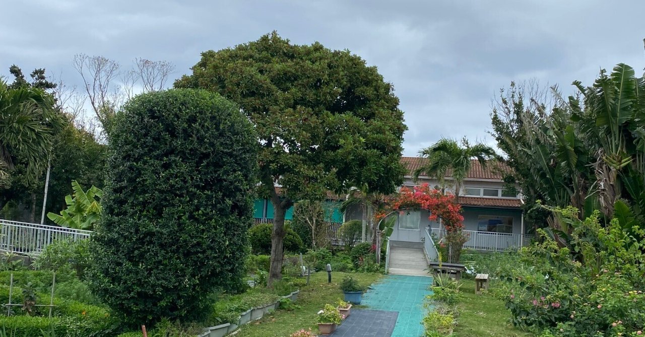 沖縄三大薬草グアバ 沖縄の薬草百科 やさしい煎じ方と飲み方