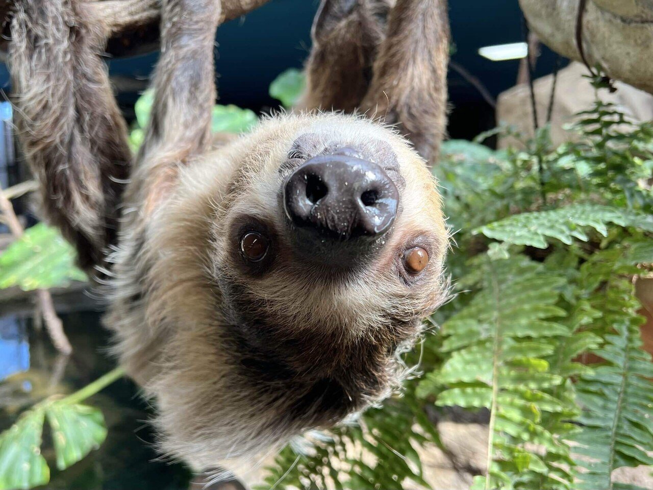ナマケモノの赤ちゃん🦥｜那須どうぶつ王国公式note