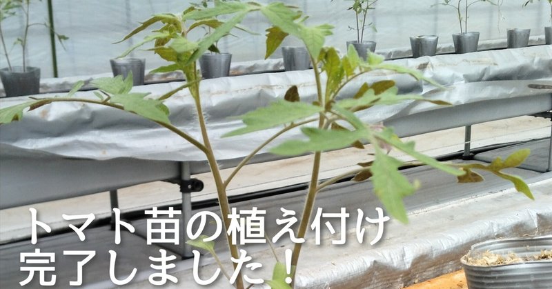 2024年の初植え付け、無事完了しました