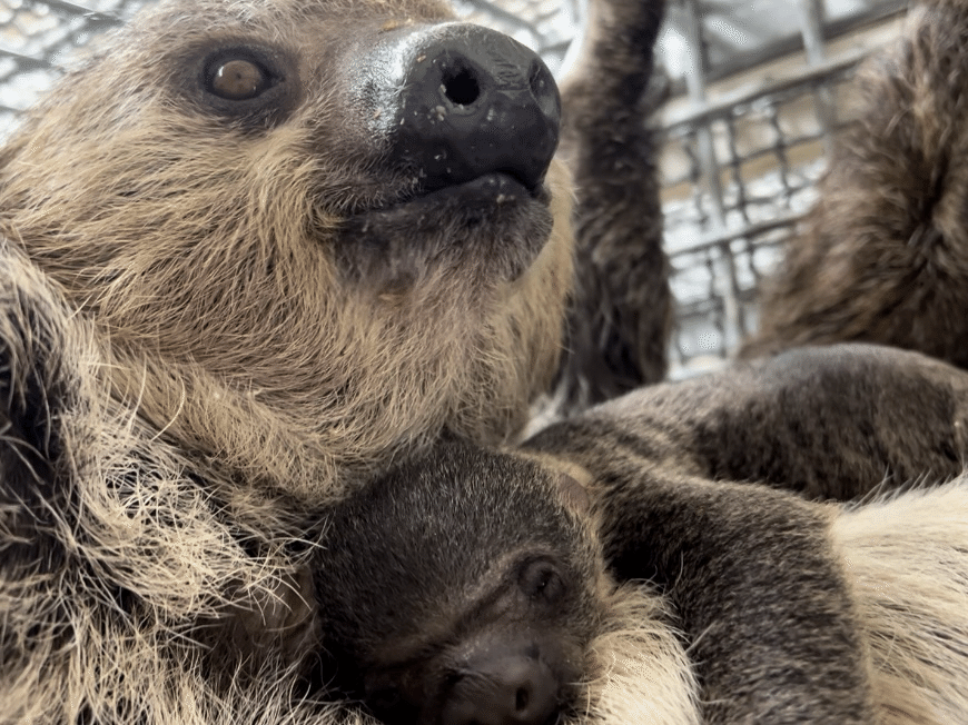 ナマケモノの赤ちゃん🦥｜那須どうぶつ王国公式note