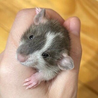 とっとと寝ろ太郎🐀