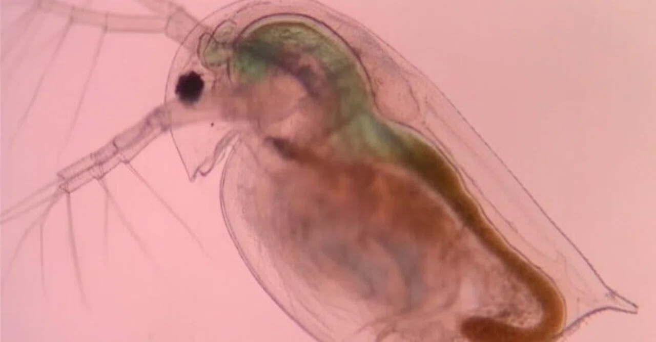 ミジンコって何の生き物の仲間なの？～ミジンコ学超入門（1