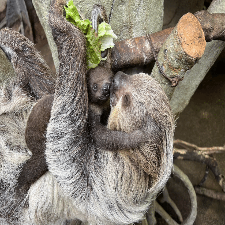 ナマケモノの赤ちゃん🦥｜那須どうぶつ王国公式note