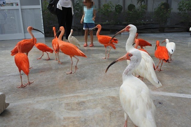 掛川花鳥園に行ってきました 大江戸 Note