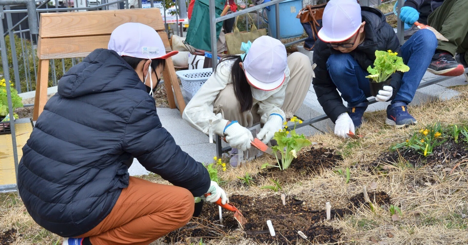 ミツバチが生きる環境」を考える体験学習🐝菜の花の植え付けに小学生が