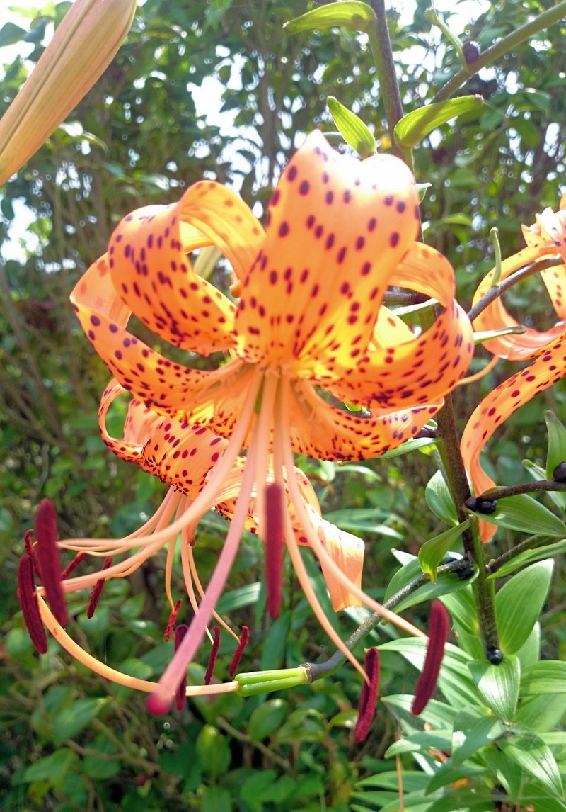 画像をダウンロード タイガーリリー 花 英語 タイガーリリー 花 英語 Berkah Picturedmqhs 画像をダウンロード タイガーリリー 花 英語 タイガーリリー 花 英語 Berkah Picturedmqhs