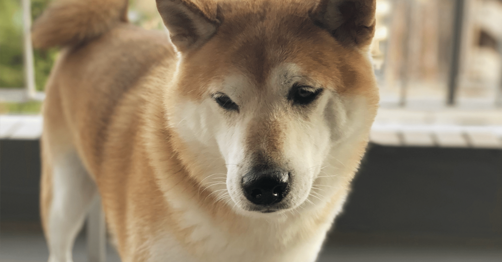 柴犬コイン、0.004から0.006円辺りでレンジ状態｜くろやぎ