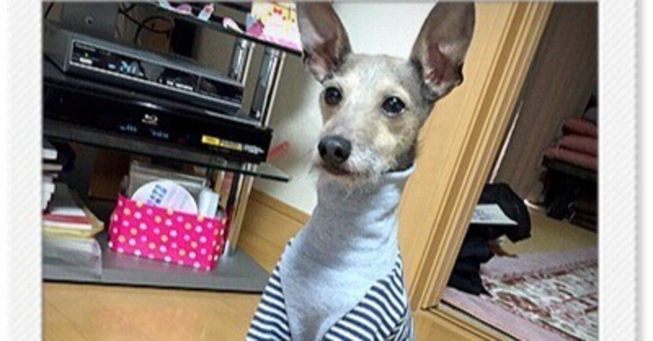 Italian greyhound x poodle sales