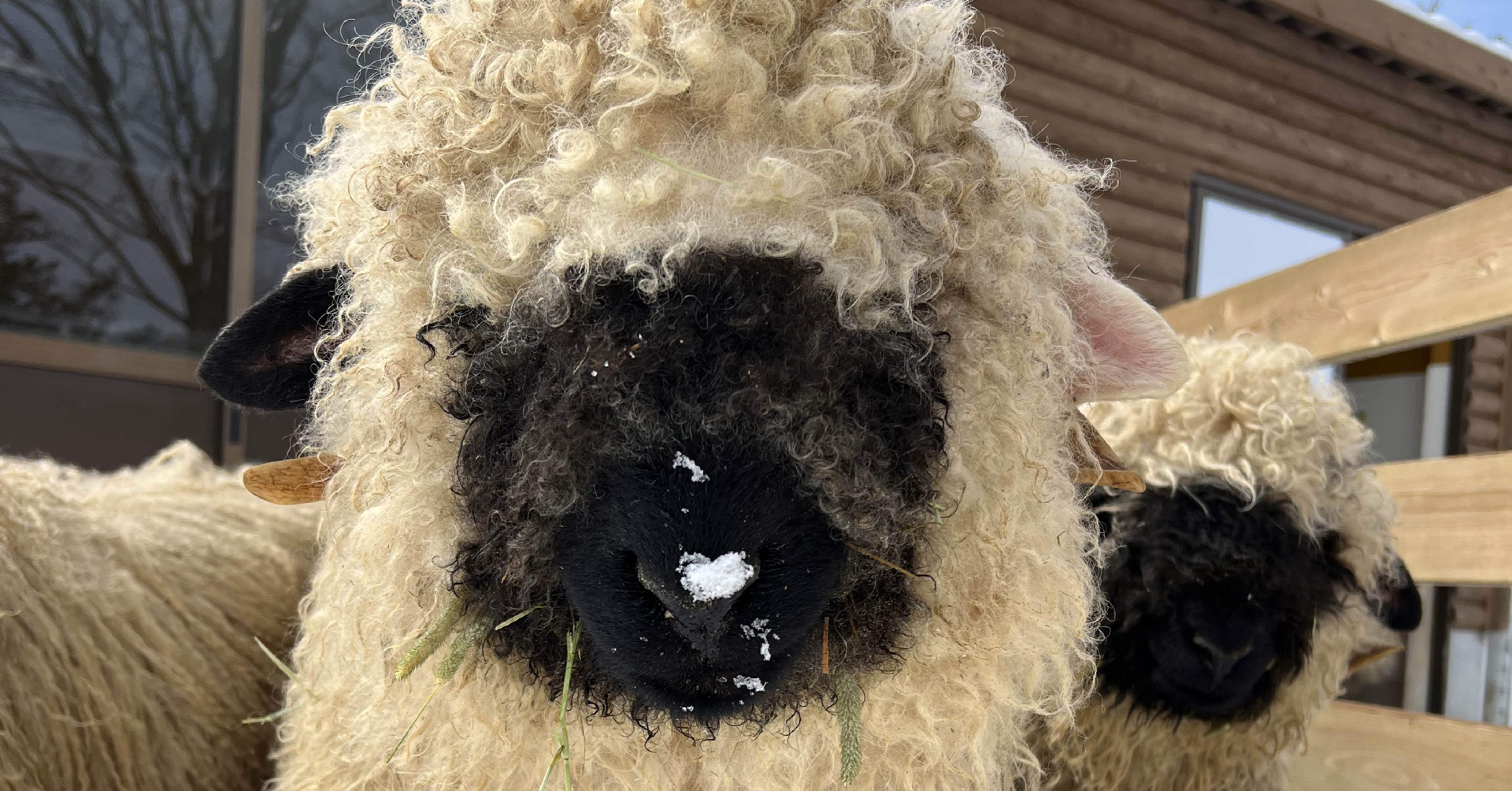 ブラックノーズシープの子供達｜那須どうぶつ王国公式note