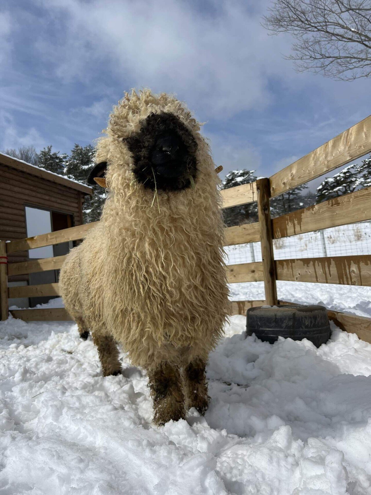 高品質！ ヴァレーブラックノーズシープの全身骨格標本（オス） 高品質！ ヴァレーブラックノーズシープの全身骨格標本（オス） 高品質