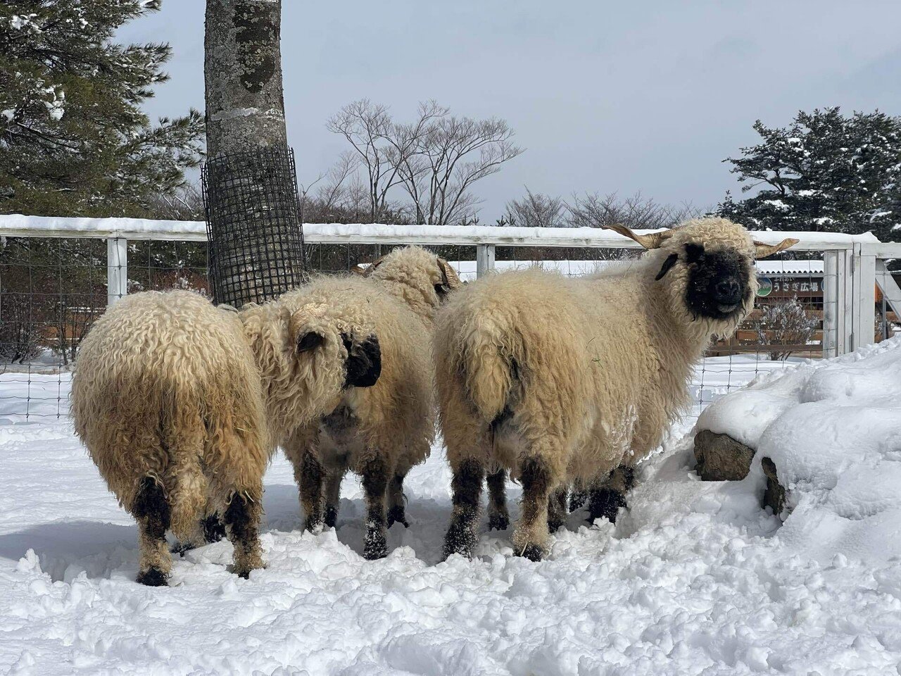 ブラックノーズシープの子供達｜那須どうぶつ王国公式note