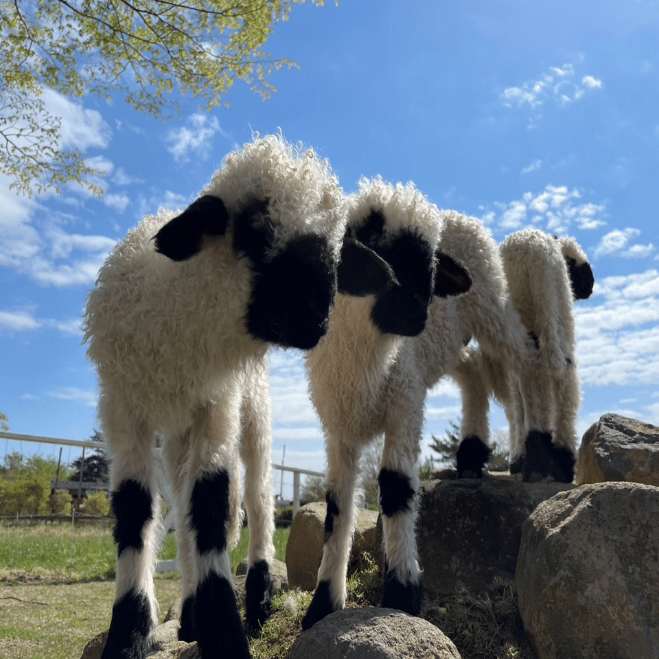 高品質！ ヴァレーブラックノーズシープの全身骨格標本（オス） 世界一