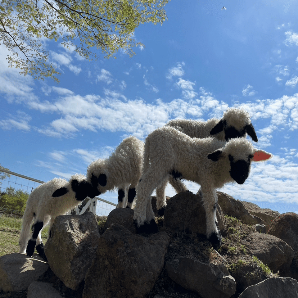 ブラックノーズシープの子供達｜那須どうぶつ王国公式note