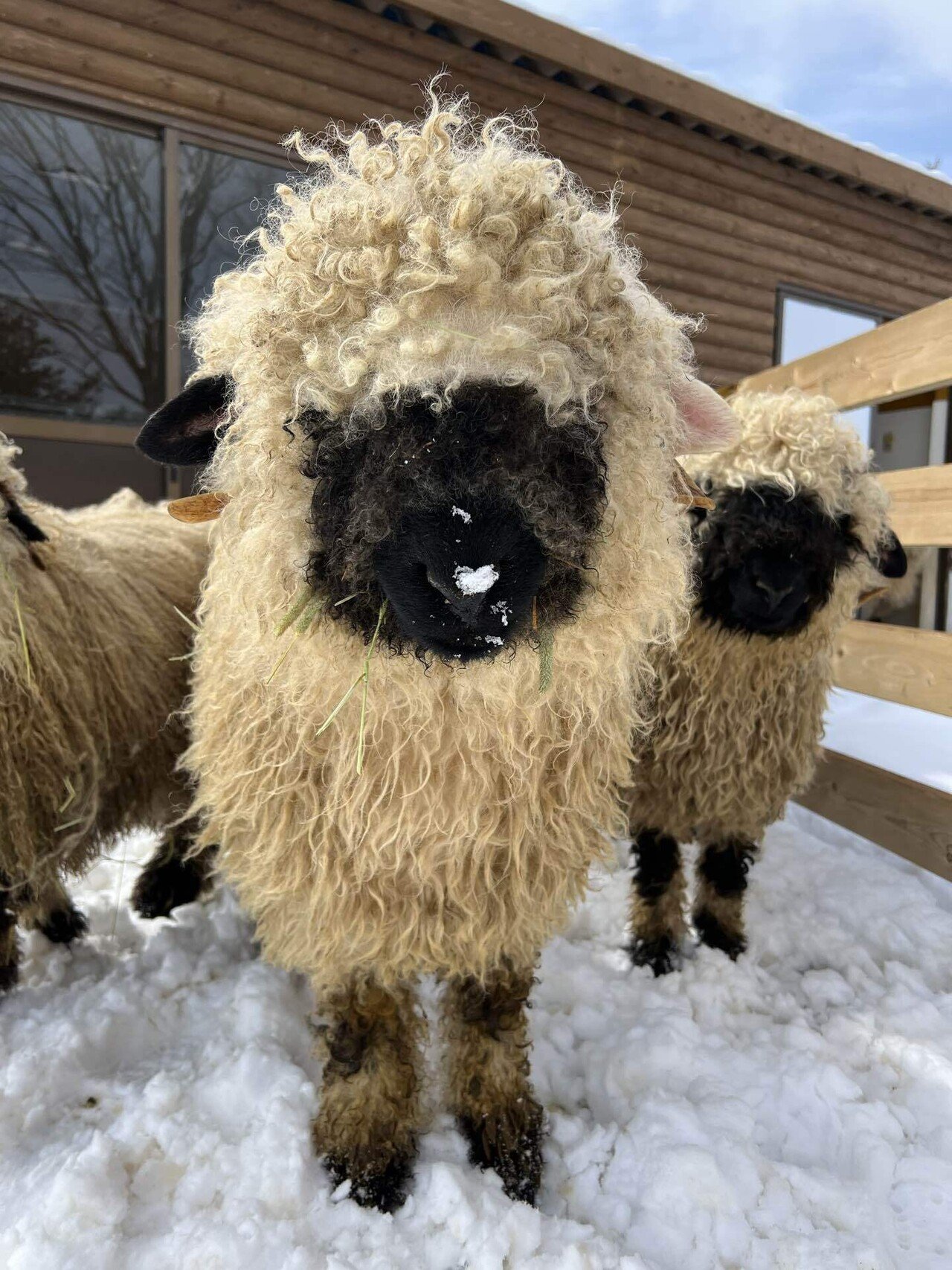 ブラックノーズシープの子供達｜那須どうぶつ王国公式note