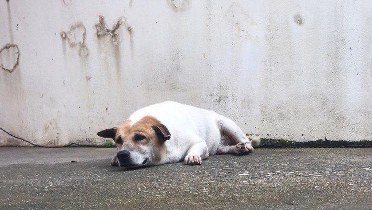 寿司犬。
#犬 #写真 #photo