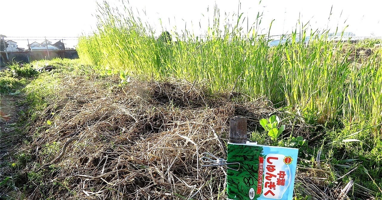 3月8日・晴れたけど西風強い。春菊生やす｜磐田のえいちゃん 自然農は自由だ。