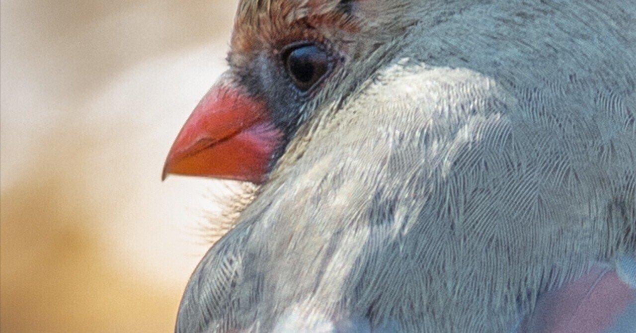 ✯ 極レア Baccarat 猩々紅冠鳥 スズメ 鳥 インコ 酉 ペット 置物✯ ✯ 極レア Baccarat 猩々紅冠鳥 スズメ 鳥 インコ 酉 ペット